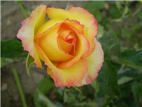 6db730ae-Picture 4579.jpg